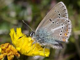 Attēlu rezultāti vaicājumam “Eumedonia eumedon underside”