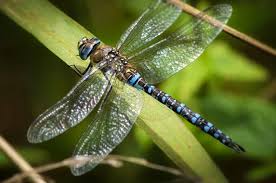 Attēlu rezultāti vaicājumam “Aeshna mixta male”