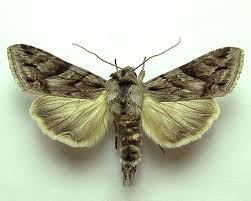 Attēlu rezultāti vaicājumam “Cucullia fraudatrix”