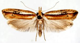 Attēlu rezultāti vaicājumam “Ypsolopha parenthesella”