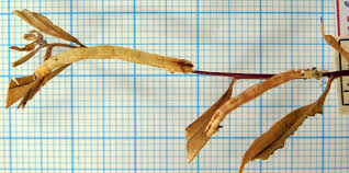 Attēlu rezultāti vaicājumam “Ecliptopera silaceata”