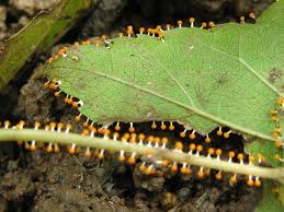 Attēlu rezultāti vaicājumam “Physarum melleum macro”