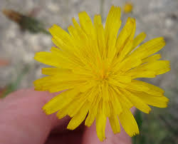 Attēlu rezultāti vaicājumam “Hypochaeris radicata fruit”
