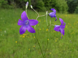 Attēlu rezultāti vaicājumam “Campanula patula fruit”