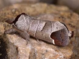 Attēlu rezultāti vaicājumam “Clostera curtula”