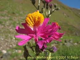 Image result for Schizanthus