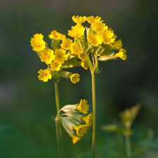 Image result for Primula veris