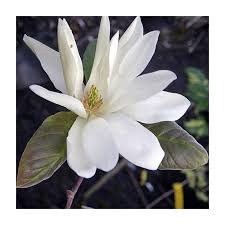 Attēlu rezultāti vaicājumam “Magnolia acuminata flower”