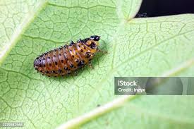 Attēlu rezultāti vaicājumam “Psyllobora vigintiduopunctata larva”