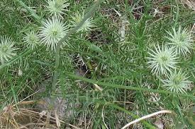Image result for Ptilostemon afer