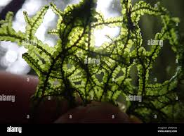 Attēlu rezultāti vaicājumam “Porella cordaeana”