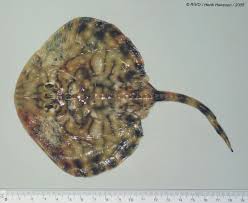 Image result for Raja undulata
