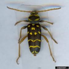 Attēlu rezultāti vaicājumam “Plagionotus detritus”