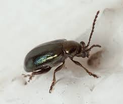 Attēlu rezultāti vaicājumam “Altica sp.”