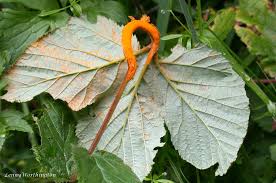 Attēlu rezultāti vaicājumam “Triphragmium ulmariae”