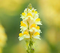 Attēlu rezultāti vaicājumam “Linaria vulgaris flower”