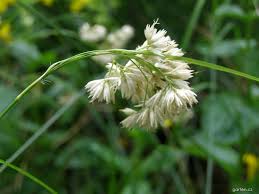 Attēlu rezultāti vaicājumam “Laserpitium pruthenicum”