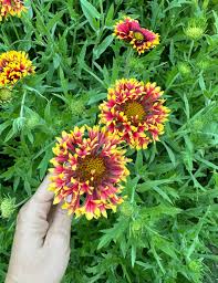 Image result for Gaillardia