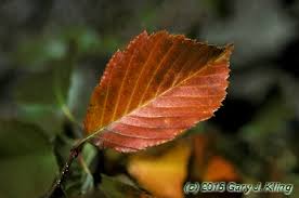 Attēlu rezultāti vaicājumam “Sorbus alnifolia”