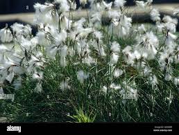 Attēlu rezultāti vaicājumam “Eriophorum latifolium flower”