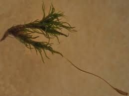 Attēlu rezultāti vaicājumam “Cynodontium strumiferum”