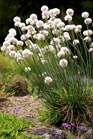 Image result for Grasnelke