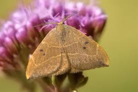 Attēlu rezultāti vaicājumam “Watsonalla binaria”