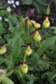 Attēlu rezultāti vaicājumam “Cypripedium calceolus flower”