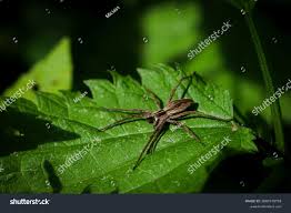 Attēlu rezultāti vaicājumam “Pisaura mirabilis”