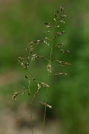 Attēlu rezultāti vaicājumam “Poa angustifolia fruit”