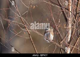 Attēlu rezultāti vaicājumam “Glaucidium passerinum adult”