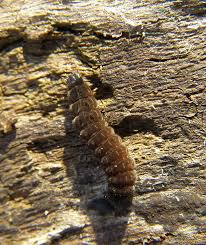 Attēlu rezultāti vaicājumam “Cantharis fusca larva”