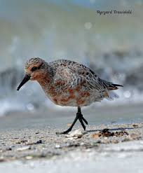 Attēlu rezultāti vaicājumam “Calidris canutus adult”