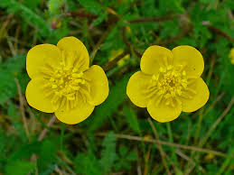Attēlu rezultāti vaicājumam “Ranunculus bulbosus flower”