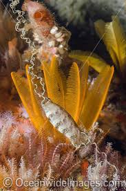 Image result for Haploblepharus edwardsii