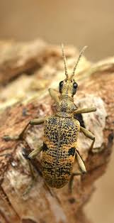 Attēlu rezultāti vaicājumam “Rhagium mordax”