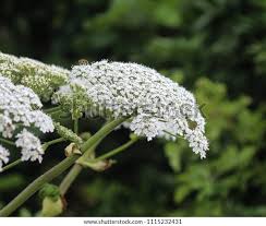 Image result for Heracleum sphondylium