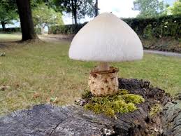 Attēlu rezultāti vaicājumam “Volvariella bombycina”