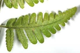 Attēlu rezultāti vaicājumam “Gymnocarpium robertianum”