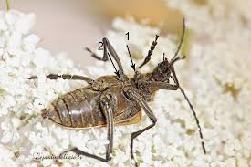 Attēlu rezultāti vaicājumam “Pachyta quadrimaculata”