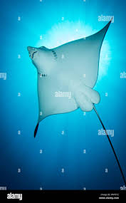 Image result for Aetobatus ocellatus