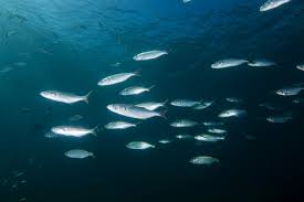 Image result for Pomatomus saltatrix