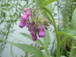 Attēlu rezultāti vaicājumam “Symphytum officinale bud”