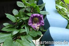 Image result for Glockenrebe