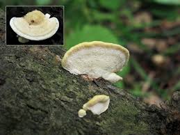 Attēlu rezultāti vaicājumam “Antrodiella serpula”