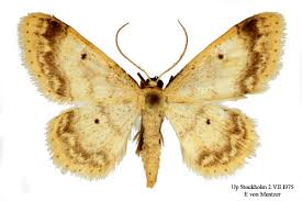 Attēlu rezultāti vaicājumam “Idaea biselata”