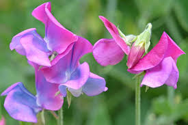 Image result for Lathyrus odoratus