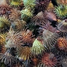 Attēlu rezultāti vaicājumam “Agrimonia eupatoria fruit”