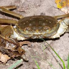 Image result for Eriocheir sinensis