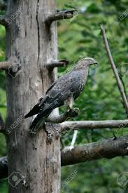 Attēlu rezultāti vaicājumam “Pernis apivorus adult”